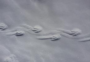 Penguin tracks in the fresh snow drift